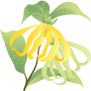 イランイランの効果効能