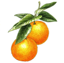 オレンジの効果効能