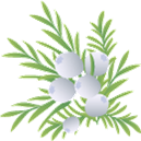 シダーウッドの効果効能