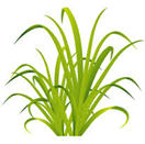 シトロネラの効果効能