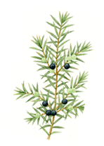 ジュニパーの効果効能