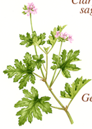 ゼラニウムの効果効能