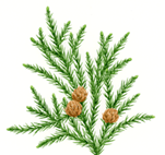 パインの効果効能