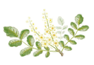 フランキンセンスの効果効能