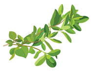 マジョラムの効果効能