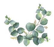 ユーカリの効果効能