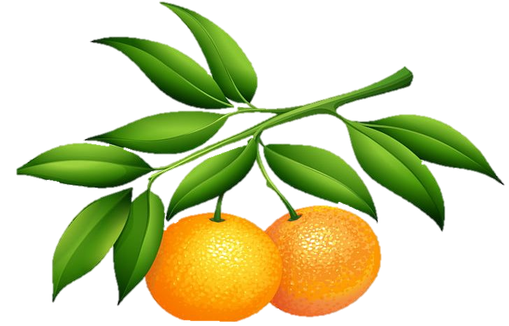 マンダリンの効果効能