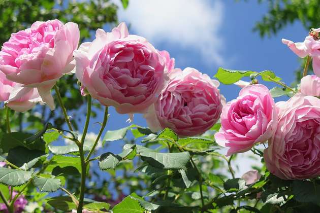 ローズサプリメント