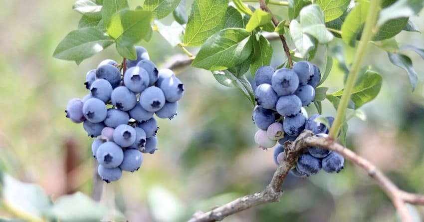 ブルーベリーのサプリメントは人気の商品